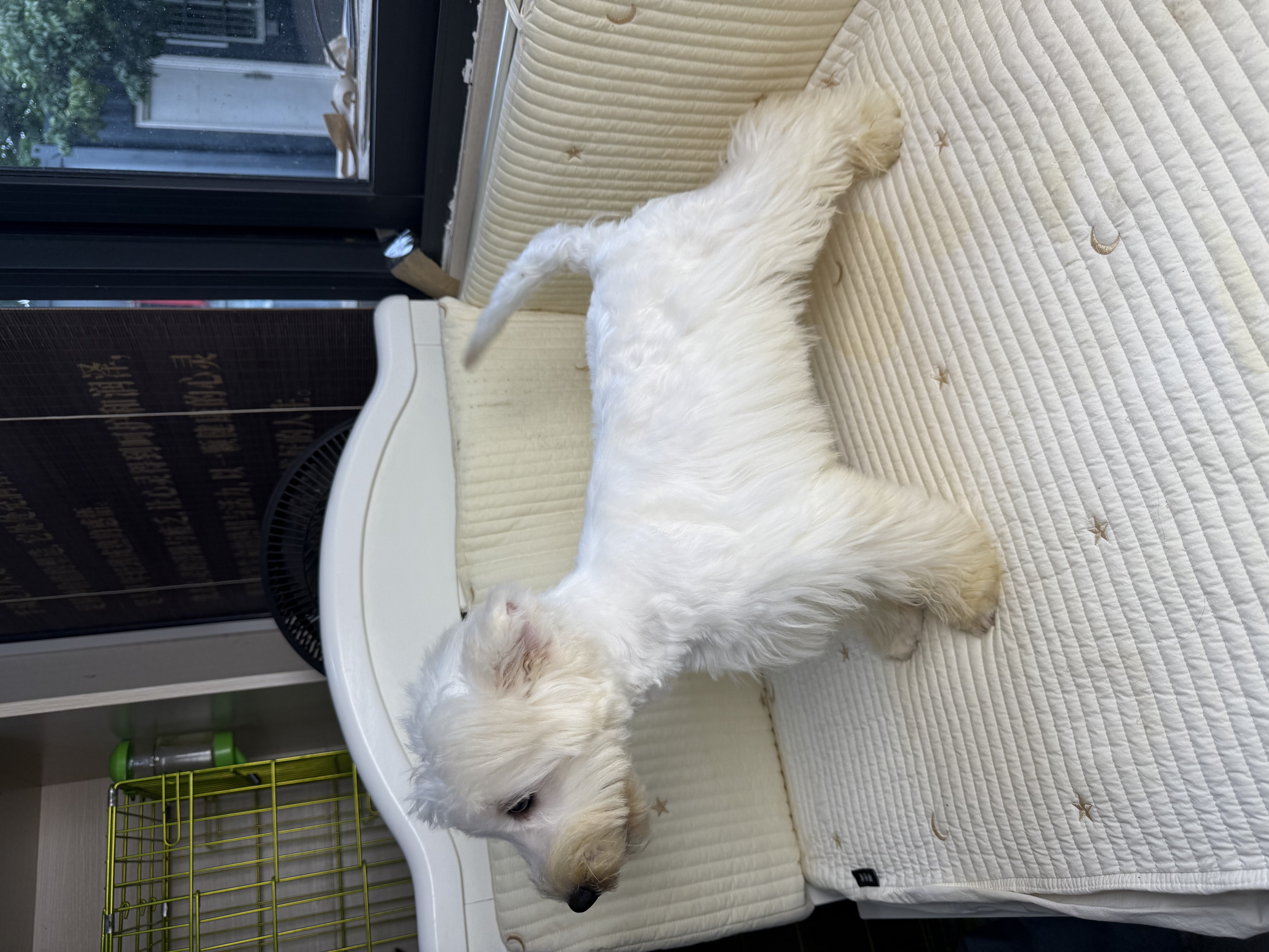 精品 软爆毛 五官好 骨架粗 西高地